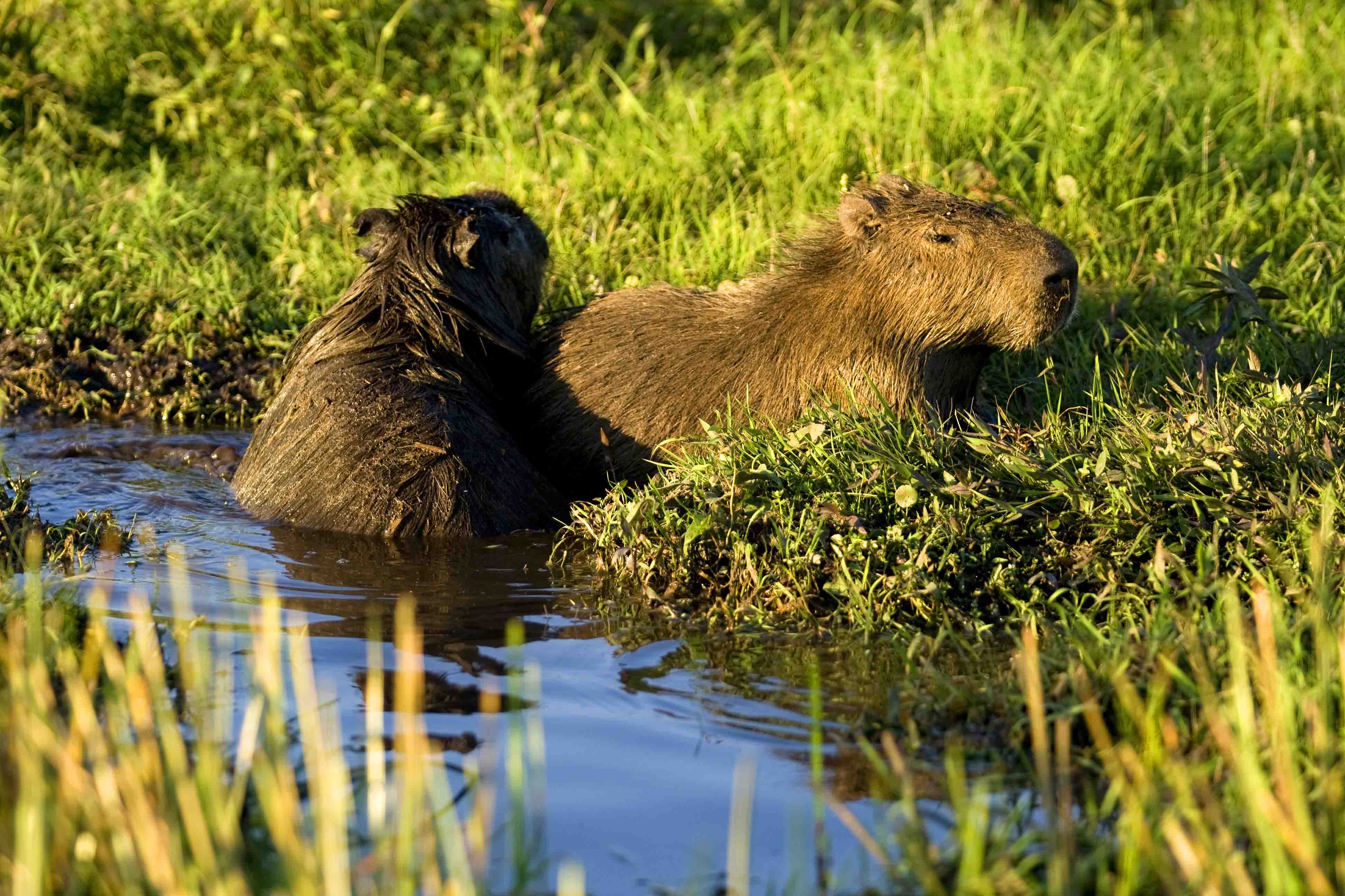 Esteros del Iberá Pure Latin America