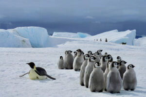 Cruise Antartica