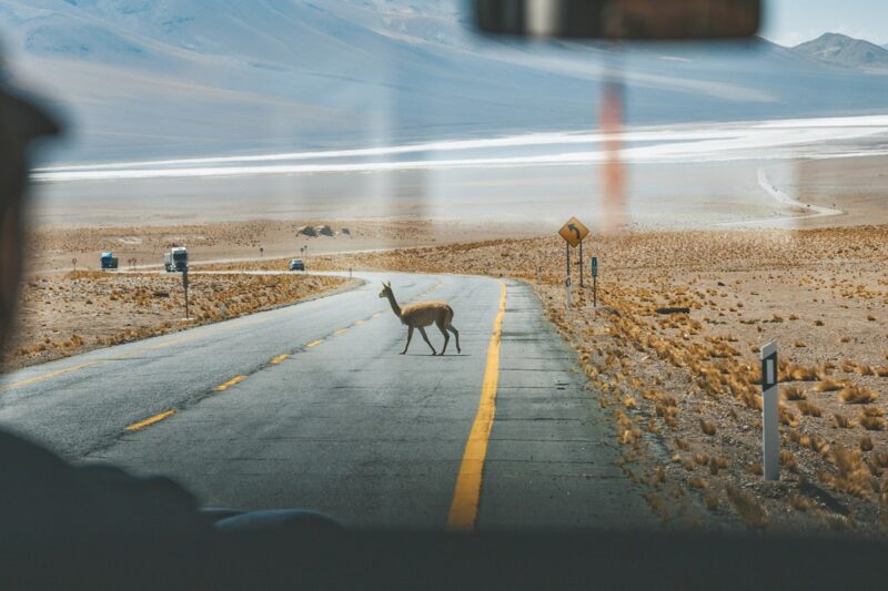 AI or Travel Specialist? Tailor-Made Tours in Argentina &amp; Chile