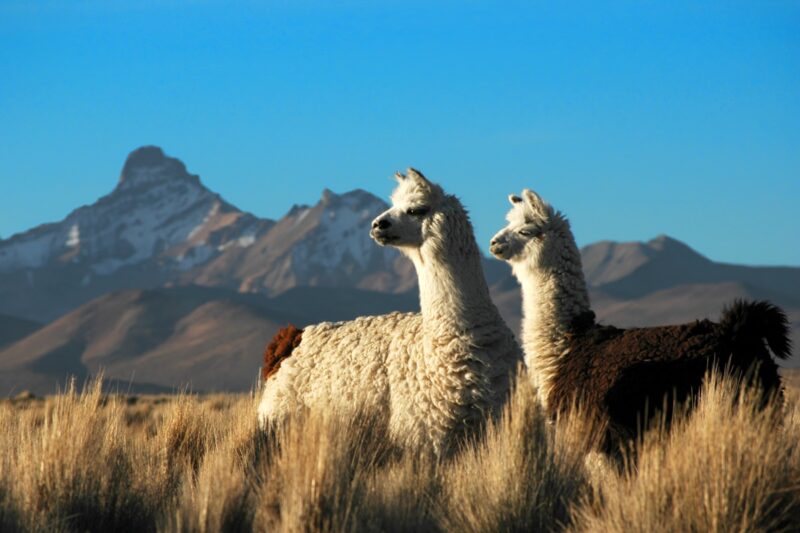 Alpaca's spotten in Chili