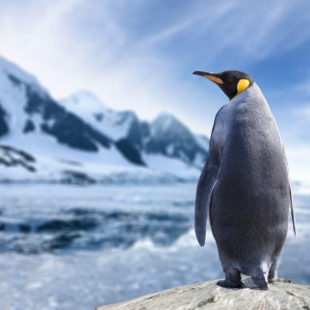 Antarctica cruise