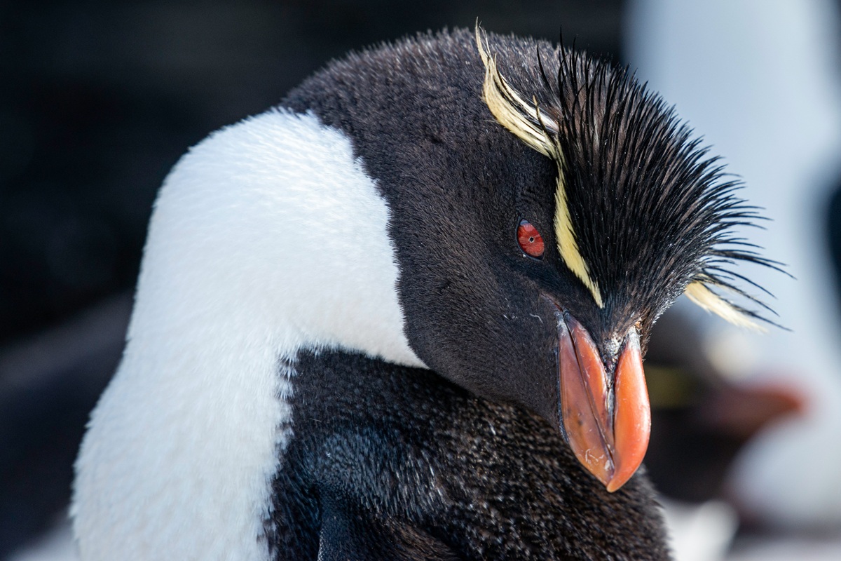 Het dierenleven van de Falklandeilanden