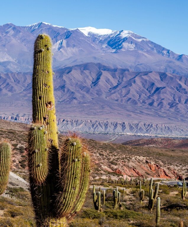 Nationaal Park Los Cardones