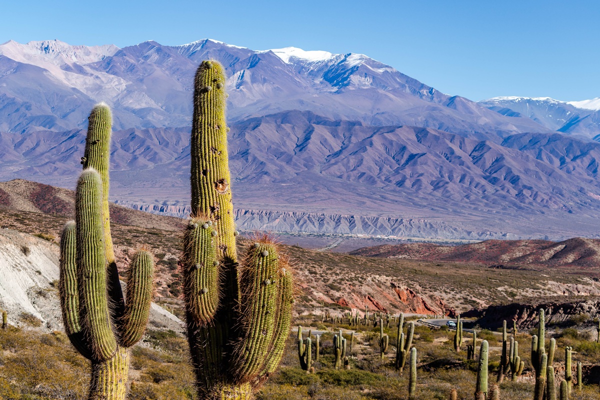 Nationaal Park Los Cardones