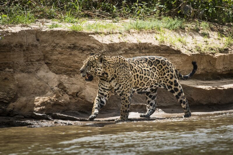 Nationale parken El Impenetrable en Río Pilcomayo in Argentinië