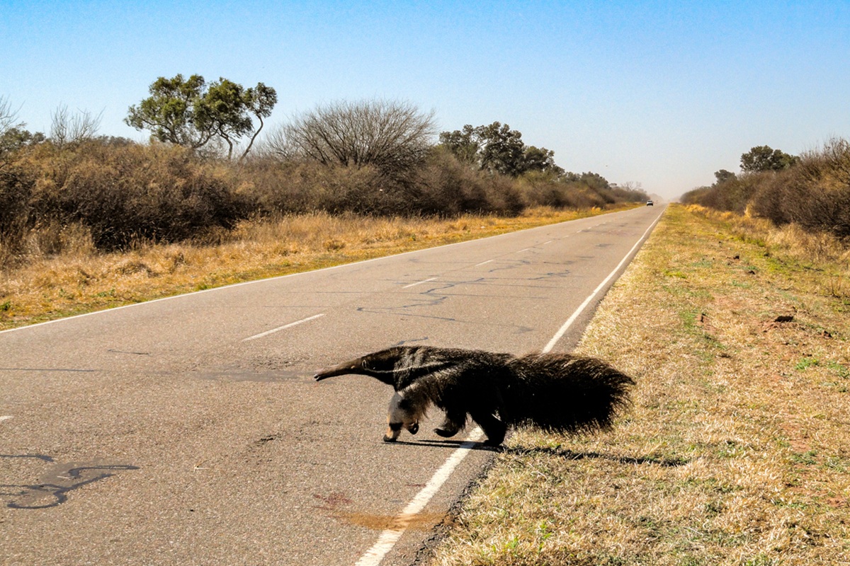 Nationale parken El Impenetrable en Río Pilcomayo in Argentinië