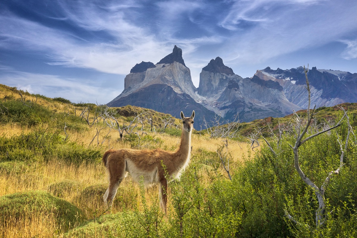 Patagonië Argentinië
