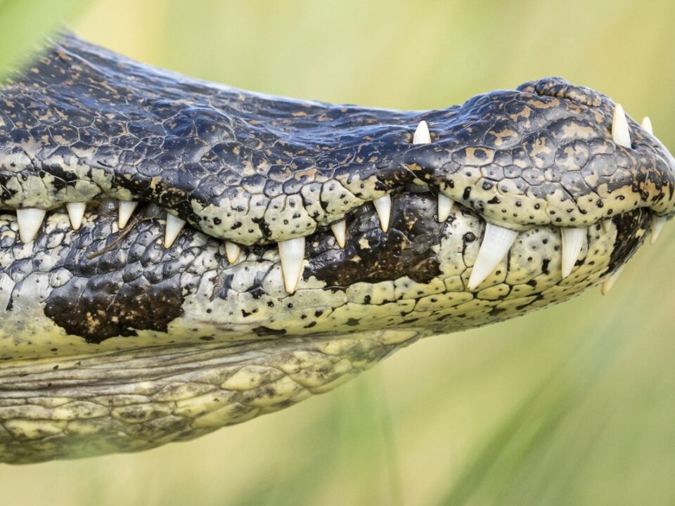 Reis moerassen van Esteros del Iberá