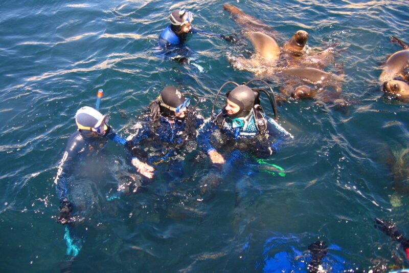 Snorkelen en duiken op Península Valdés
