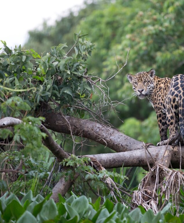 Spot de jaguar, de condor en de walvis in Argentinië