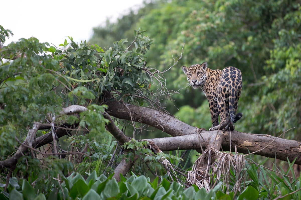 Spot de jaguar, de condor en de walvis in Argentinië