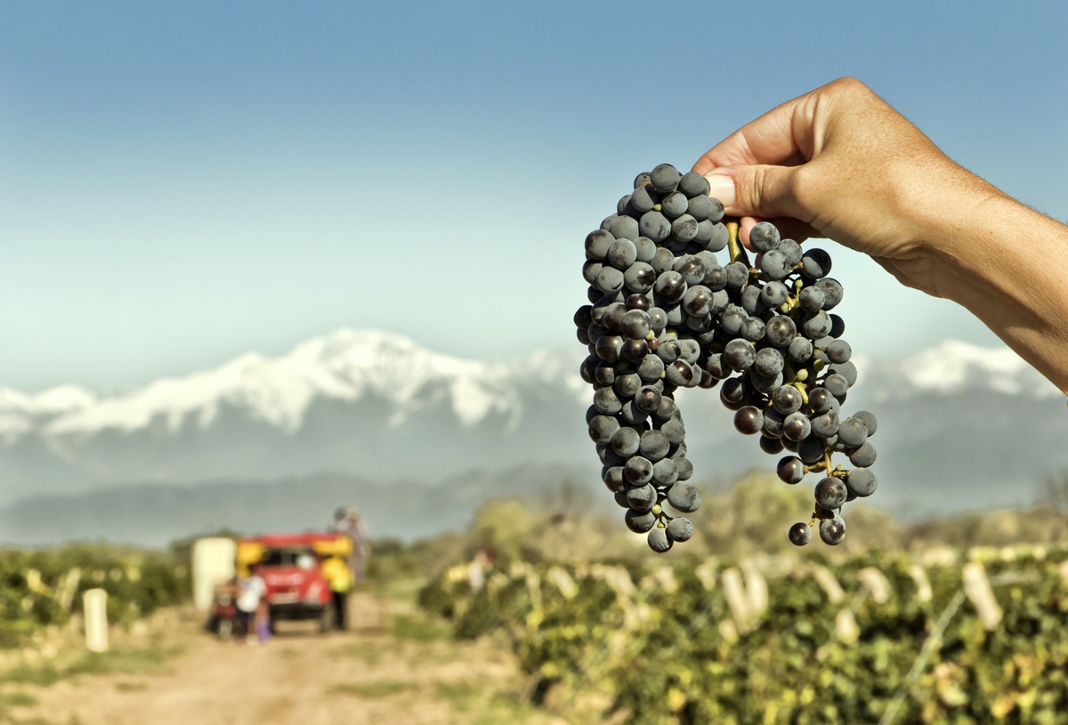 Wereld Malbec Dag & Vendimia Argentinië